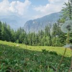 Why Old Manali Stay is Better Than New Manali (An Honest Comparison)