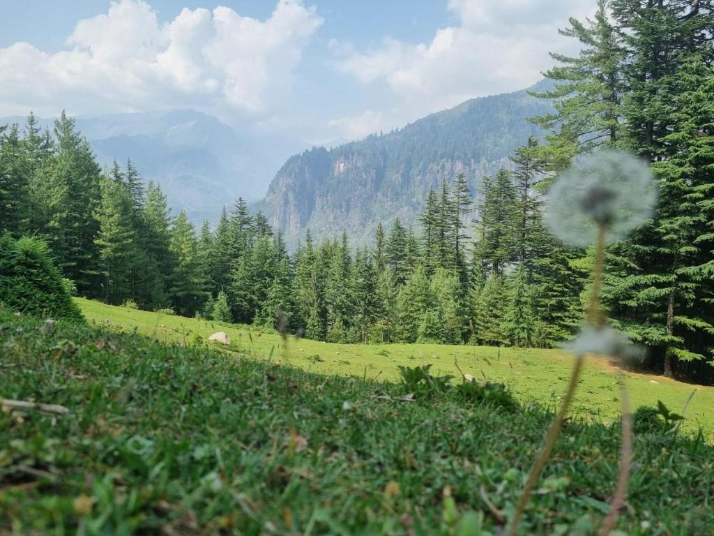 Why Old Manali Stay is Better Than New Manali (An Honest Comparison)